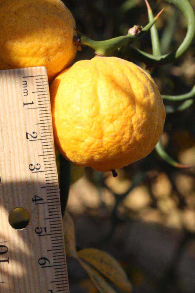              Fruit (Riverside, CA)       